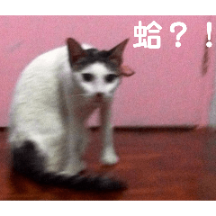 Natsume Yuki_20250925154254