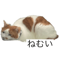 suzu_20250926150937