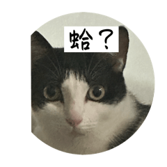 七妹和money 專屬