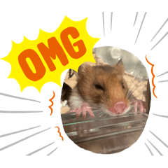 chiko_20250926204701