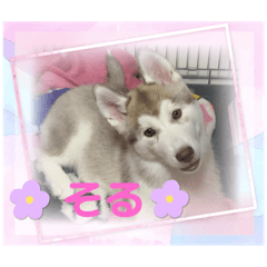 kinako_20250926191414