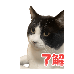 Sakura_20250926195604