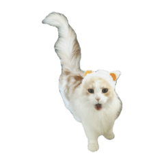 omochi_20250926174528