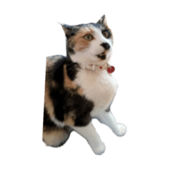 hikari_20250926235944