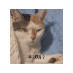 胖虎貓：）