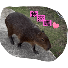 台味的卡皮巴拉