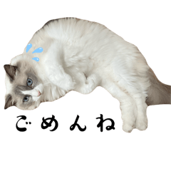 Ayame_20250927125742