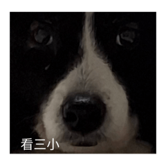 陳阿乖 自己要用的請勿購買