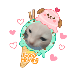 pid cat