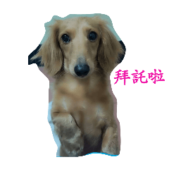 臘腸.貴賓一家狗