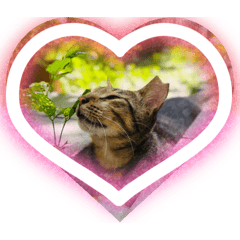 貓貓貓～喵喵貓～