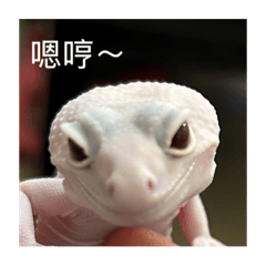 陳阿皮 自用請勿購買