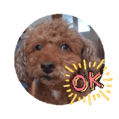 とまどいトイプーのウィンくんの日常