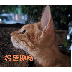 情緒瓜