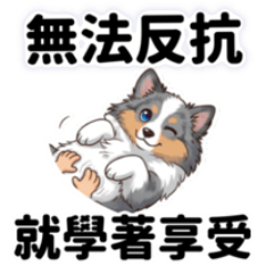 大理石色喜樂蒂牧羊犬 卡內上班