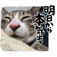 kinako_20250927203902