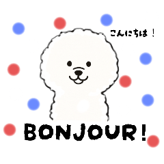 ビションフリーゼ　日常会話フランス語