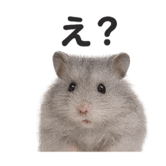 golden hamster silver
