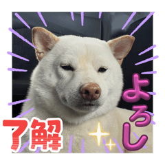 Hachi_20250927235824