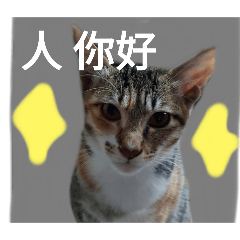 咪咪猫猫