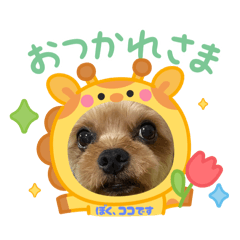 sakamoto animals