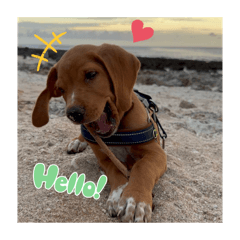 我是咘咘！口布口布