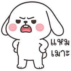 Mini Lop Rabbit (Kum-muang)