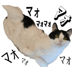 Odayaka_nikoniko_wahaha