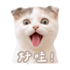 三花貓 ⸝⸝ 豆花日常對話