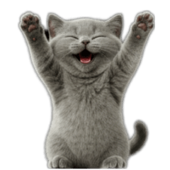 mochi  cat  (moichbi)realistic versions