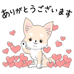 My color チワワ　クリーム