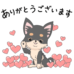 My color チワワ　ブラックタン