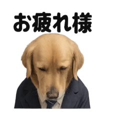 poteto dog