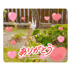 sakura_20250928230252