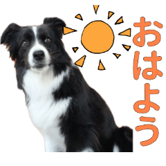 Border Collie Asutaro Stamp