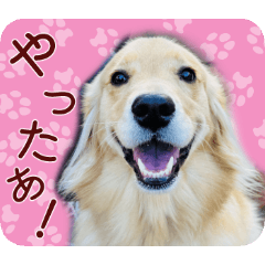 SUI's Stickers