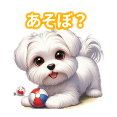 Just Adorable Maltese