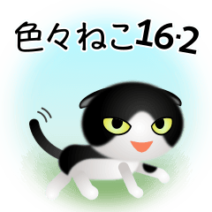 色々な猫16-2 短毛-垂れ耳-黒白