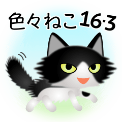色々な猫16-3 長毛-立ち耳-黒白