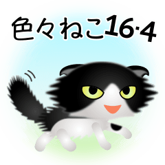 色々な猫16-4 長毛-垂れ耳-黒白