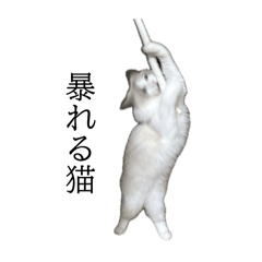 serina_20250928114046