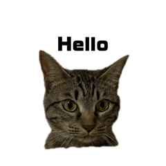 めんまとたまに仲間達