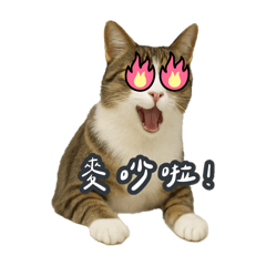 虎斑貓 ⸝⸝ 滾滾日常用語