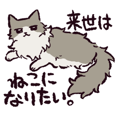 ノルウェージャンフォレストキャットです 2