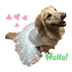 黃金獵犬-阿白^_^