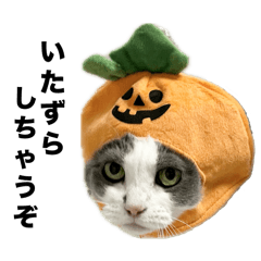 nekosan_20250928090541