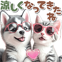 秋 残暑 日常♡シベリアンハスキーとネコ