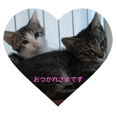 chamsuke_20250928163706