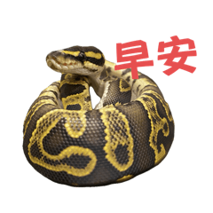 BallPythons_SKOJIROU