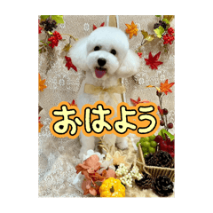 tiri_20250928200943